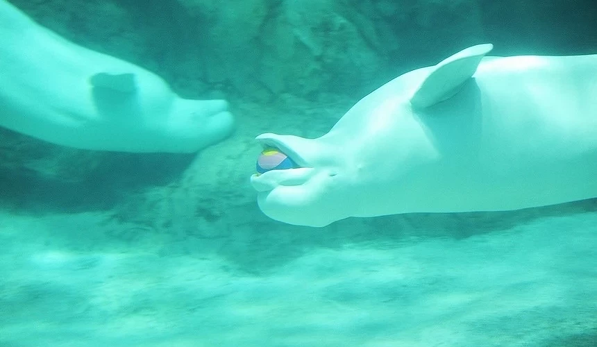 白鯨悠游於名古屋港水族館大型水槽。