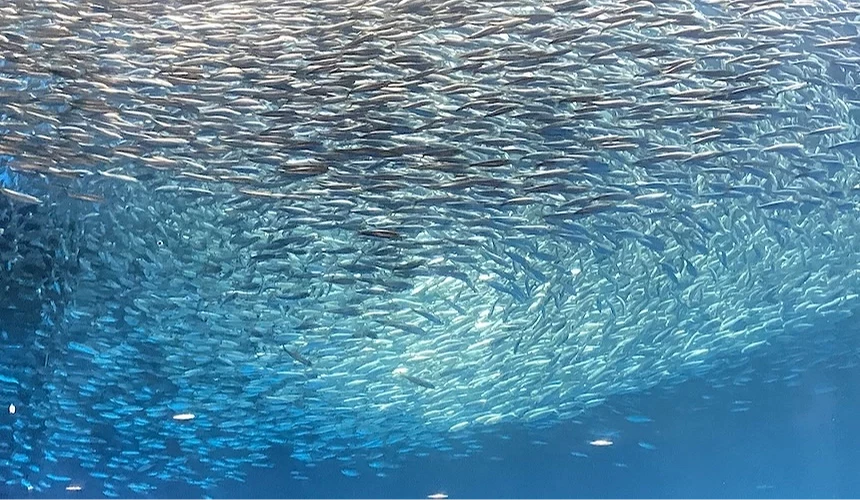 沙丁魚群在大型水槽中形成壯觀魚群。