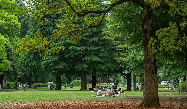 蒼翠樹木林蔭步道,遊客草坪休閒散步,盤根古樹與落葉鋪地營造寧靜園林氣氛。
