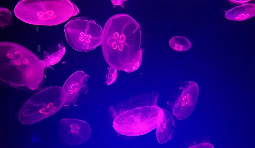 名古屋港水族館水母展示,紫色燈光營造夢幻氛圍。