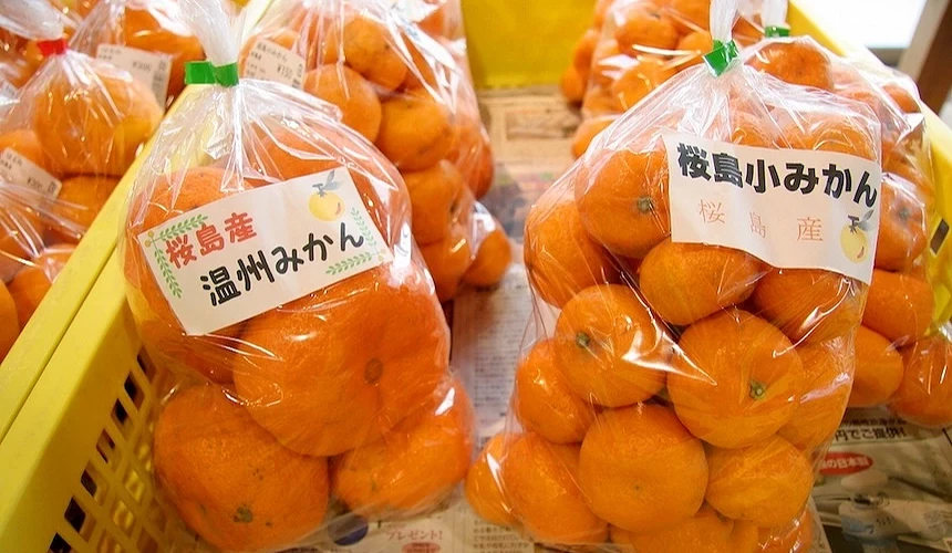 櫻島特產小蜜柑