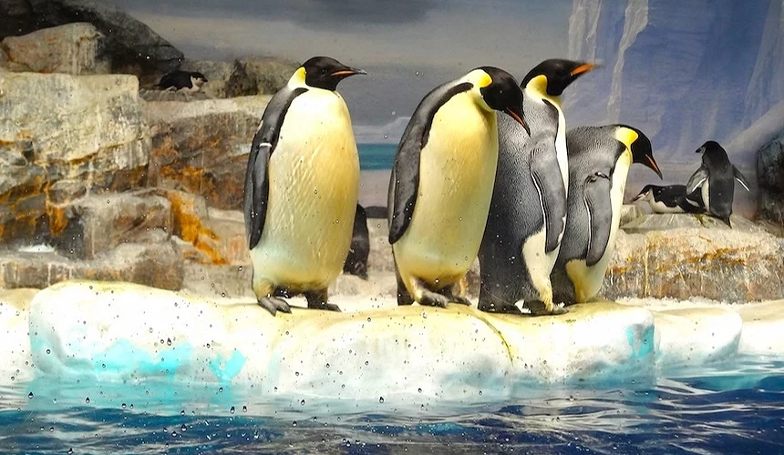 國王企鵝站立於名古屋港水族館企鵝展區。