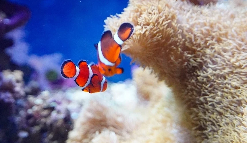 小丑魚穿梭於海葵之間。