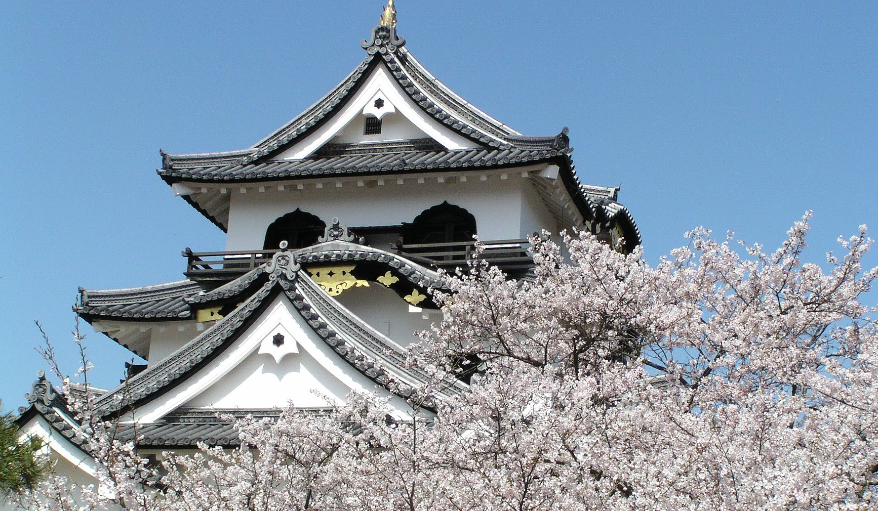櫻花與彥根城天守
