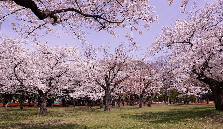 粉紫櫻花盛開樹冠,遊客漫步綠地賞花,紅色帳篷與園林小亭點綴春日祭典景象。