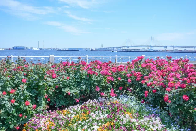 山下公園：玫瑰園、歷史船艦冰川丸、夜景、橫濱海濱公園四季亮點總整理