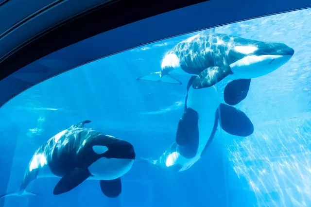 名古屋港水族館攻略：門票與交通資訊、虎鯨與海豚表演時間、一日遊提案