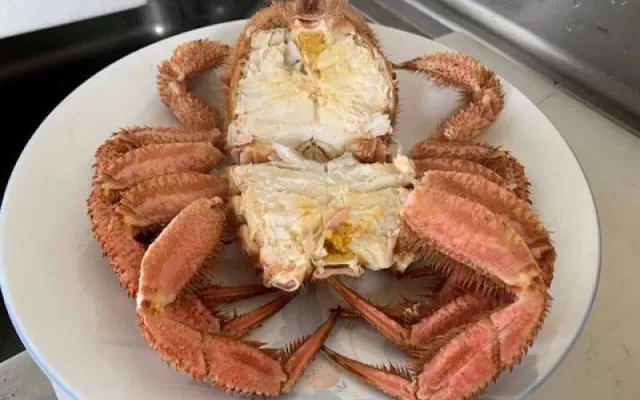 「Kanio 螃蟹王」自駕必訪白老町美食！大啖現撈現煮帝王蟹跟螃蟹飯