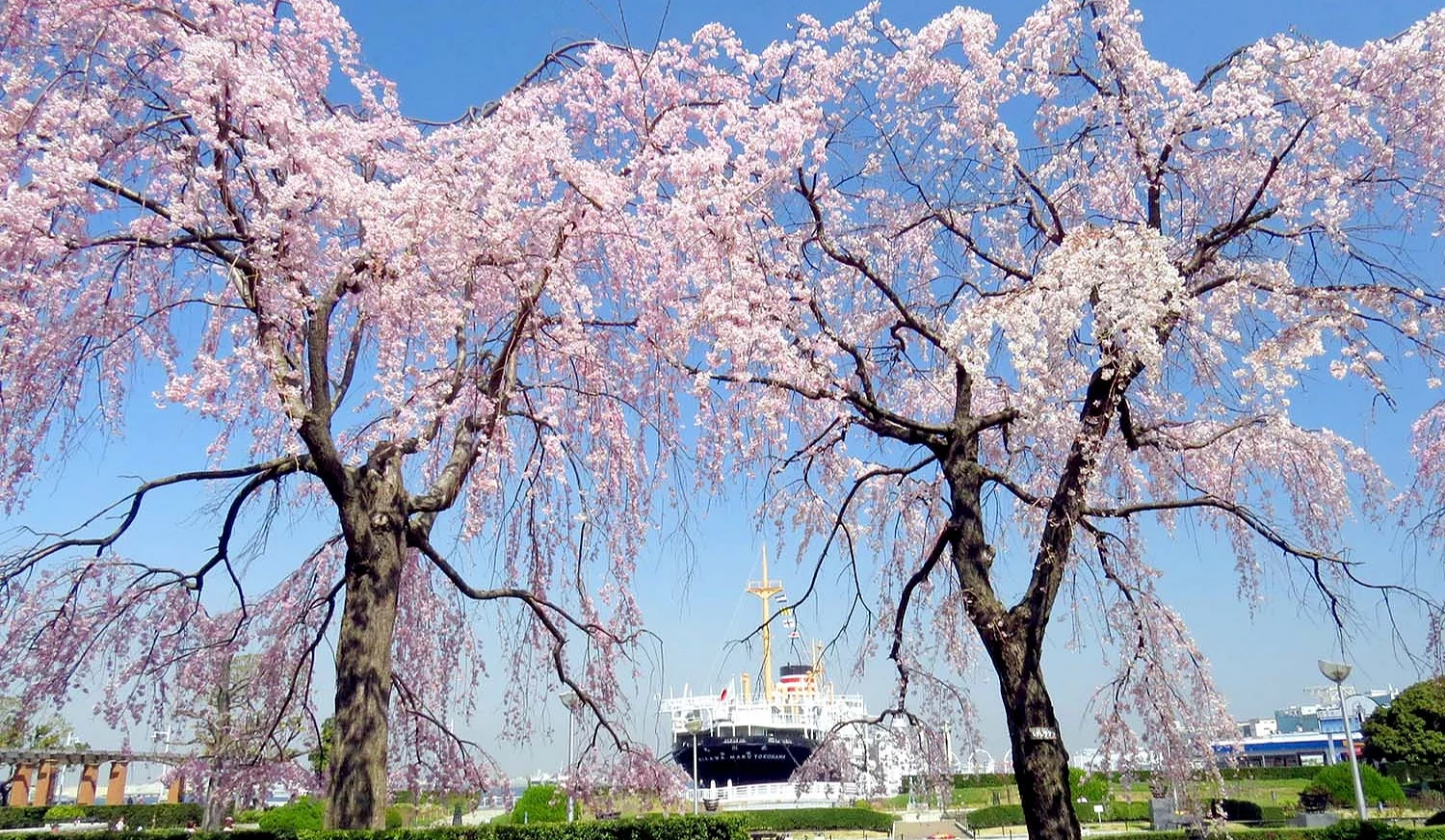 冰川丸與枝垂櫻