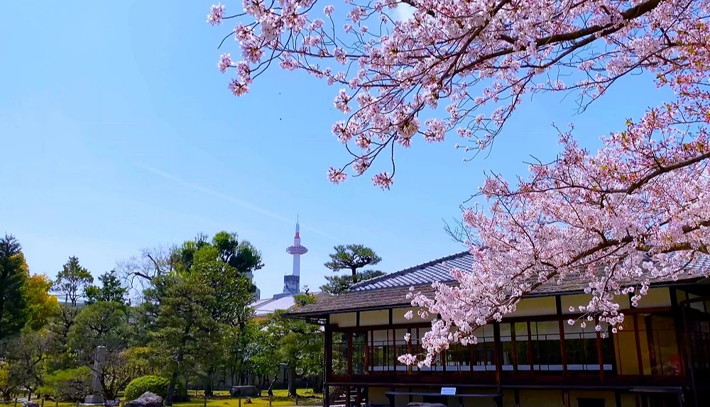 京都東本願寺春季櫻花盛開,遠方可見京都塔