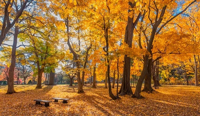整排的紅葉與落葉景致