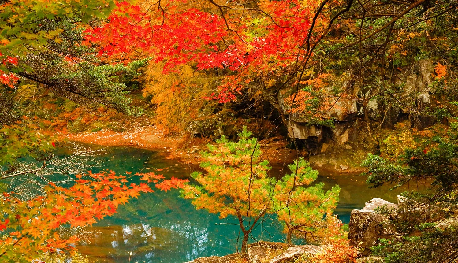 嚴美溪的秋季景色,有紅葉與碧綠色的溪水