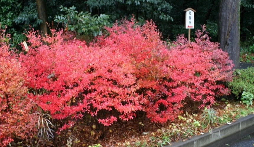 紅色的杜鵑花叢。