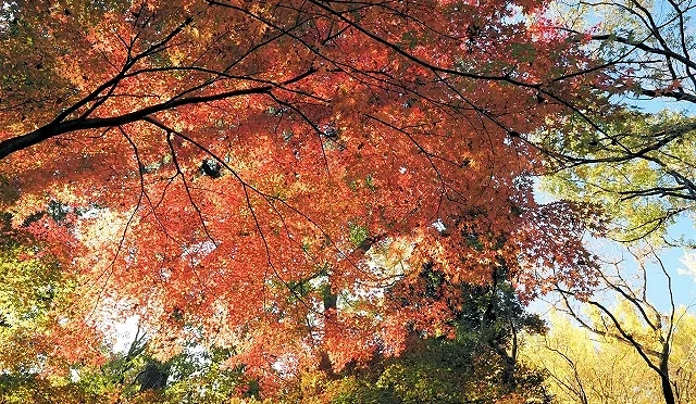 紅色的紅葉和綠色的樹交織。
