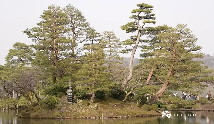 蒼翠松樹聳立湖畔,盤根錯節樹幹蒼勁,遊客漫步園林,傳統日式庭園風雅。