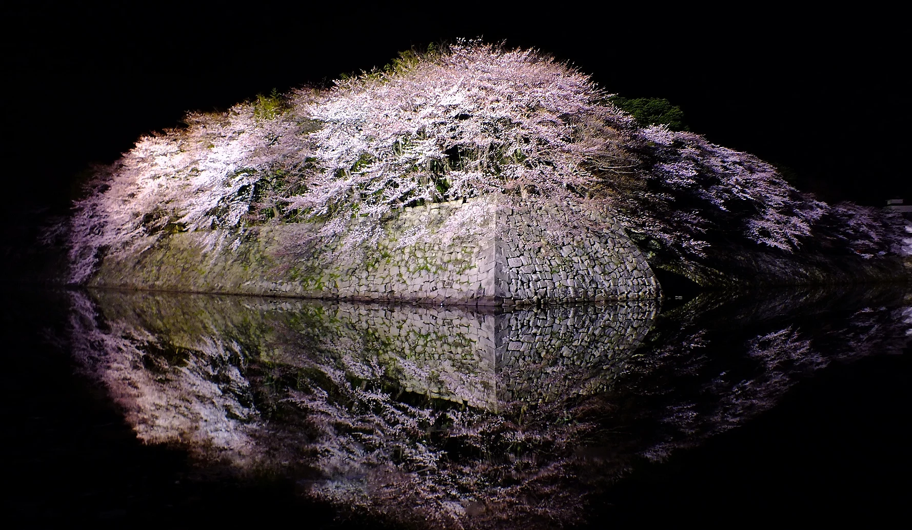 石垣與夜櫻