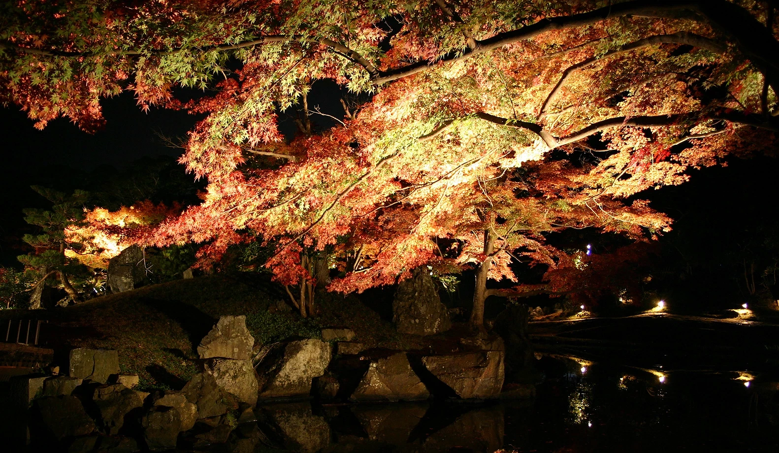 錦秋玄宮園夜間點燈,楓葉被燈光打亮