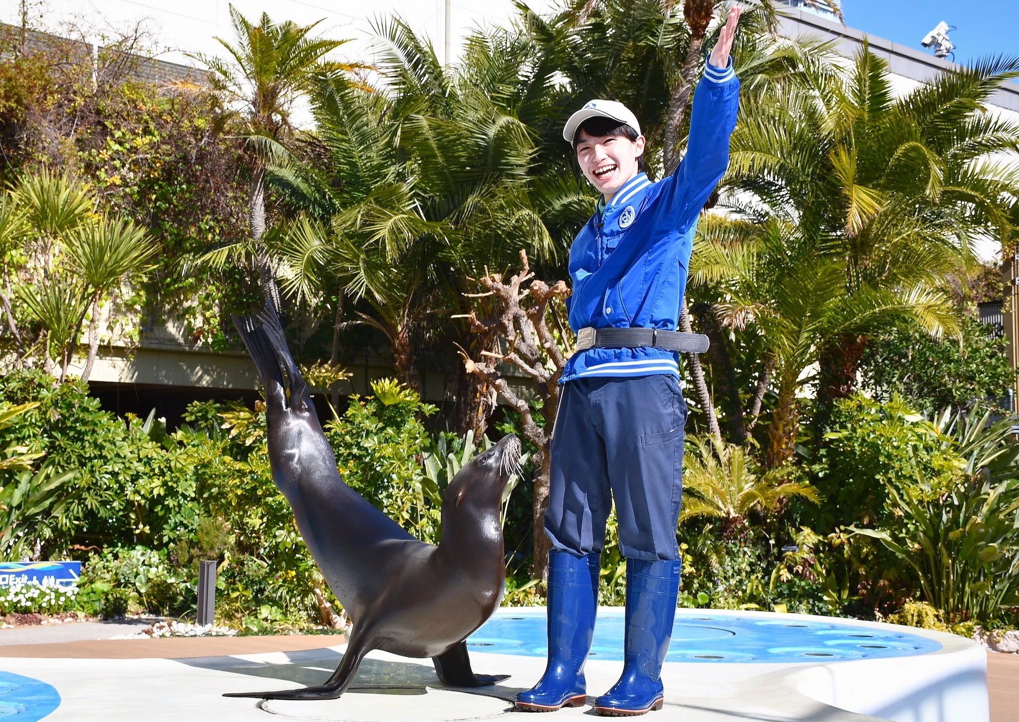 水族館戶外舞台上的海獅與招手的飼育人員