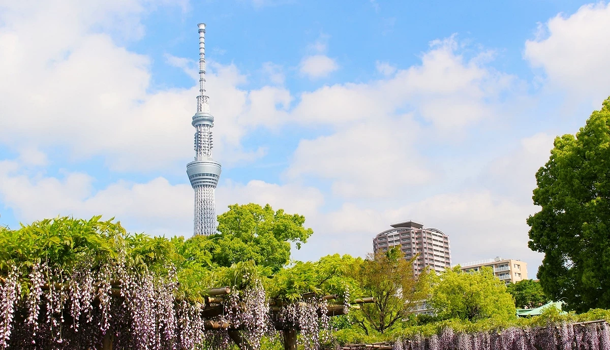 龜戶天神社內的紫藤花和遠方晴空塔
