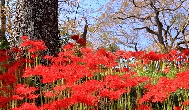 宮城羽黑山公園樹林間盛開的紅色彼岸花,鮮紅花朵環繞粗壯樹幹