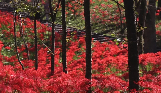 船岡城址公園林間遍布盛開的紅色彼岸花,木棧道穿過花海