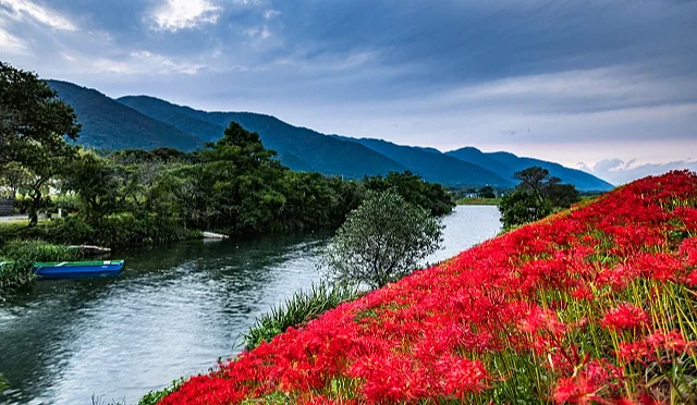 津屋川堤防彼岸花與養老山地河岸斜坡盛開大片紅色彼岸花,河流與遠方山景同框