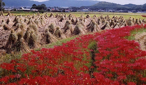 收割後的稻田旁盛開大片紅色彼岸花,成排稻草束與遠山入鏡