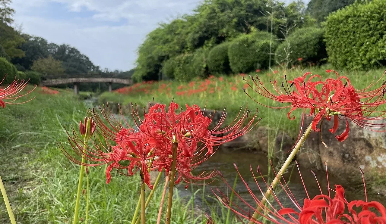 溪流旁盛開的紅色彼岸花,遠處可見木橋與綠意景觀