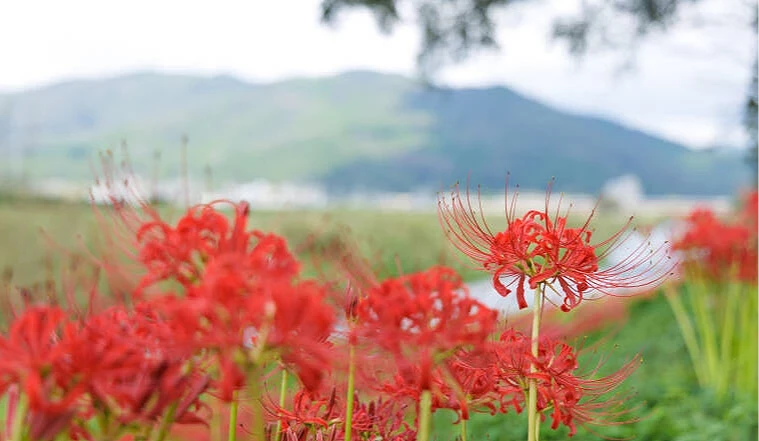 田野間盛開的紅色彼岸花,遠方山巒映入背景