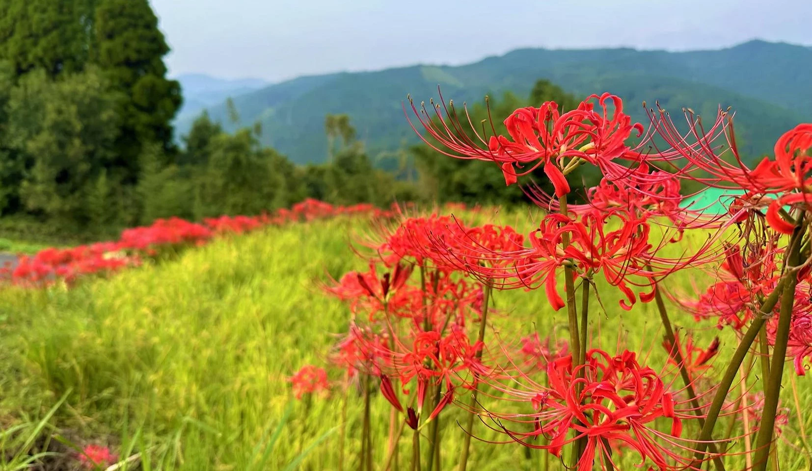 金黃稻田旁盛開成排紅色彼岸花,遠方可見綠色山巒
