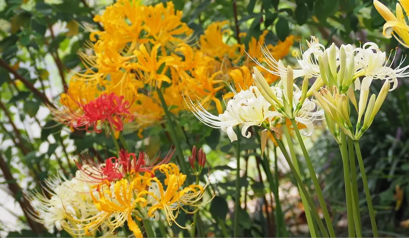 綠蔭下盛開紅色、白色與黃色彼岸花,細長花蕊向外伸展