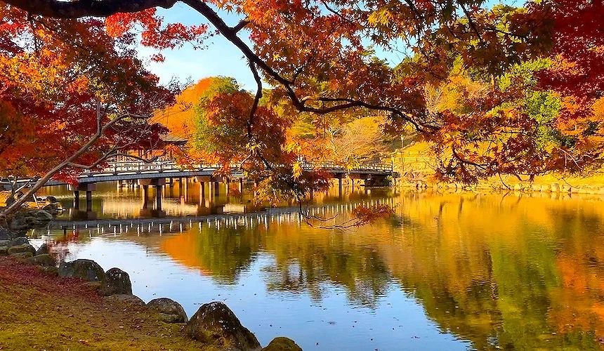 日式庭園湖畔橋樑倒影,四周楓樹呈現紅橙黃秋色