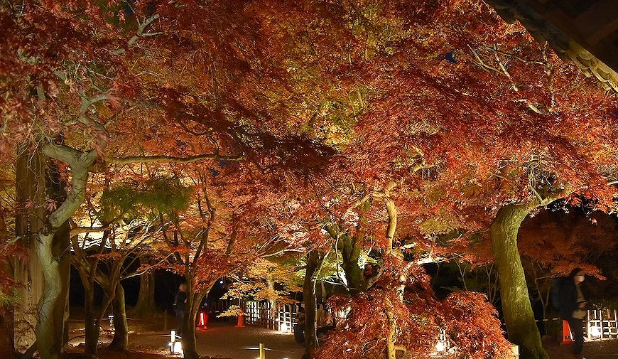 夜間燈光照射下的楓樹林,葉片呈紅橙色,背景可見傳統木造建築與地面燈具