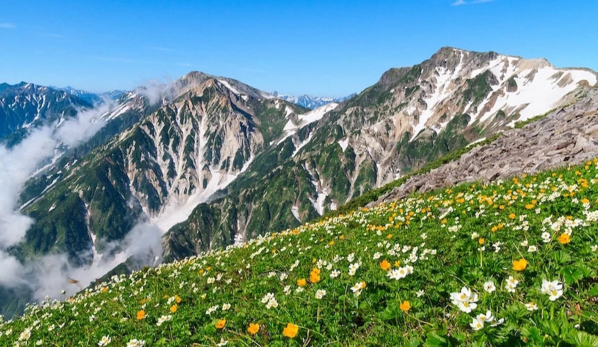 黃白菊花盛開草坪,層疊雪山聳立背後,白色雲霧環繞山腰,綠林與褐色岩石點綴山坡,晴朗藍天映照日本高山夏季花卉風景秀麗。