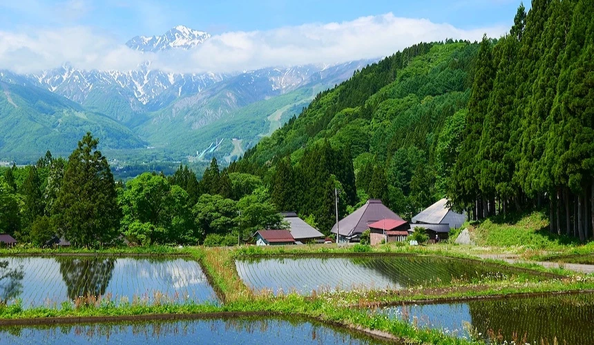水田倒映藍天白雲,紅頂與灰頂農舍靠近,高聳綠松林環繞村落,層疊青山與雪山聳立背後,日本鄉村農業景觀山谷秀麗。