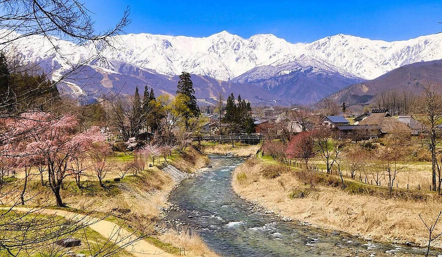 清澈溪流蜿蜒村落,粉紅櫻花樹與綠松林點綴兩岸,遠景層疊雪山聳立,村舍與農田散佈河谷,晴朗藍天映照日本春季鄉村風景秀麗。