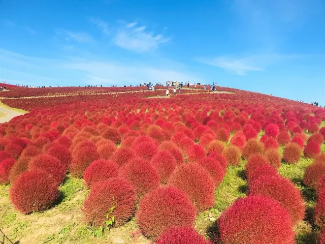 2026日本波波草15選：掃帚草幾月變紅？茨城、東京、富士山人氣名所