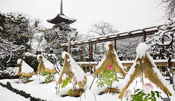 被雪覆蓋的牡丹