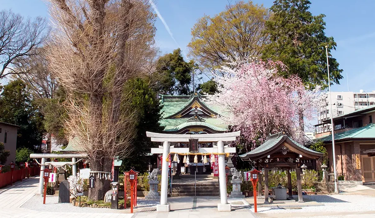 日本埼玉縣川越八幡宮境内景致,白色鳥居後方為拜殿,兩側圍繞著櫻花樹與神木