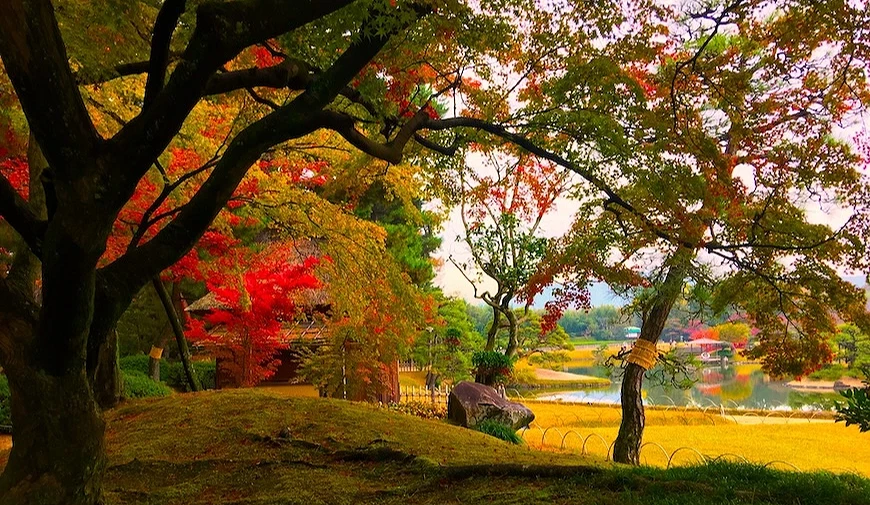 `秋季日式庭園,楓樹紅葉與綠地池塘環繞,遠處可見傳統建築屋頂`