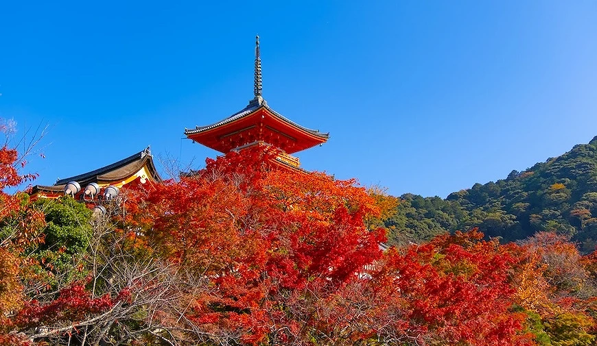 清水寺三重塔矗立於大片紅葉之上,背景為藍天與山坡