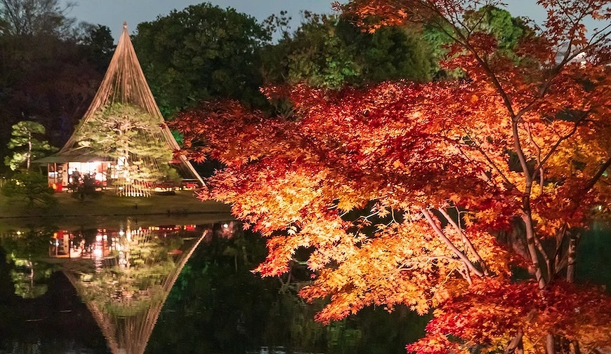 夜間園林湖面倒映燈光照亮的紅葉與錐形雪吊松樹