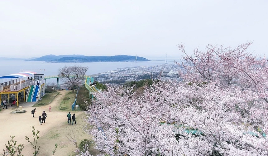 山丘櫻花樹盛開,粉紅花海與遠景海灣,兒童遊樂場與遠景橋樑城鎮,春季風景優美。