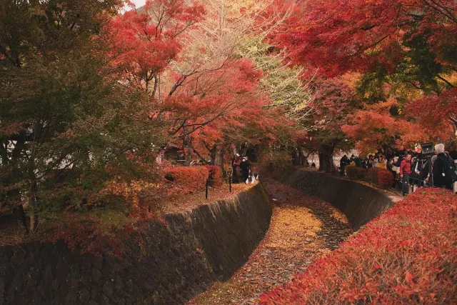 河口湖楓葉迴廊攻略：紅葉祭、夜間點燈與交通方式完整指南 的縮圖