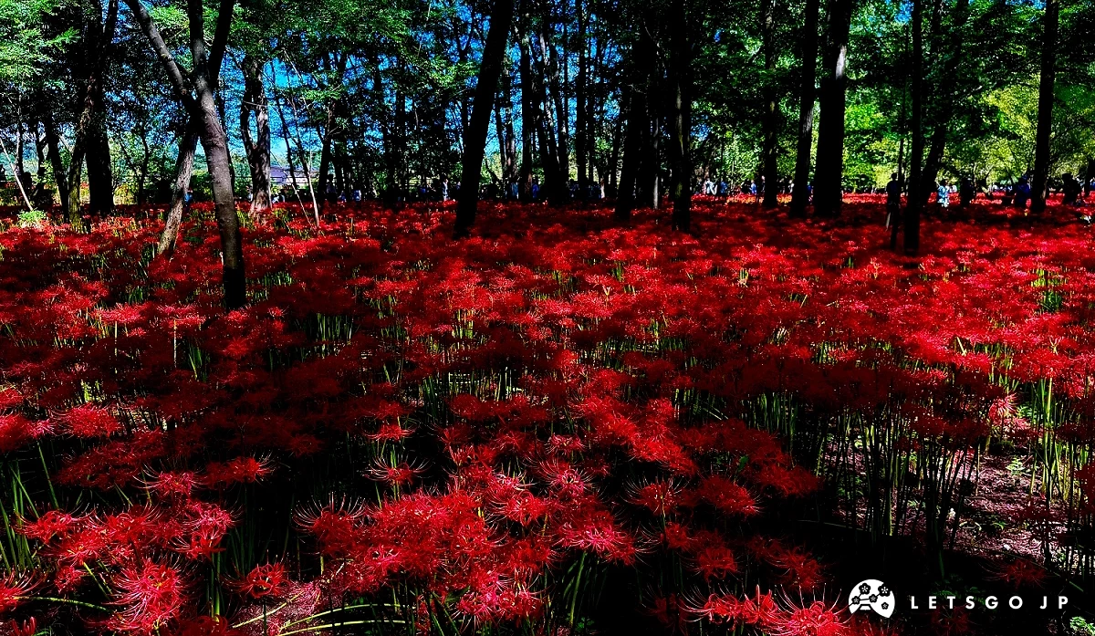 巾著田曼珠沙華公園的彼岸花