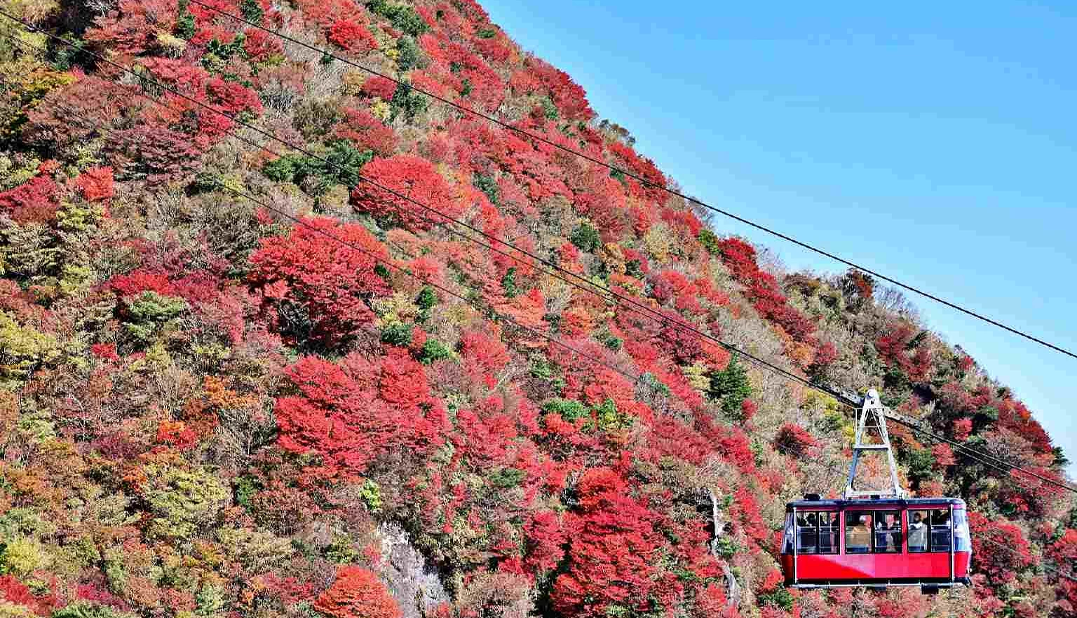 搭乘雲仙纜車高空飽覽紅葉絕景