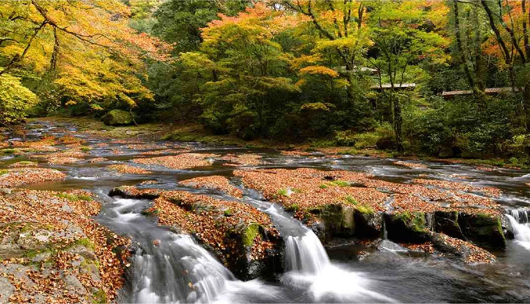 清澈溪流與火紅楓葉交織的絕美景致