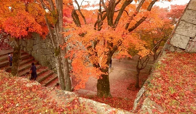 園內的楓紅與古老宏偉的石牆形成強烈對比
