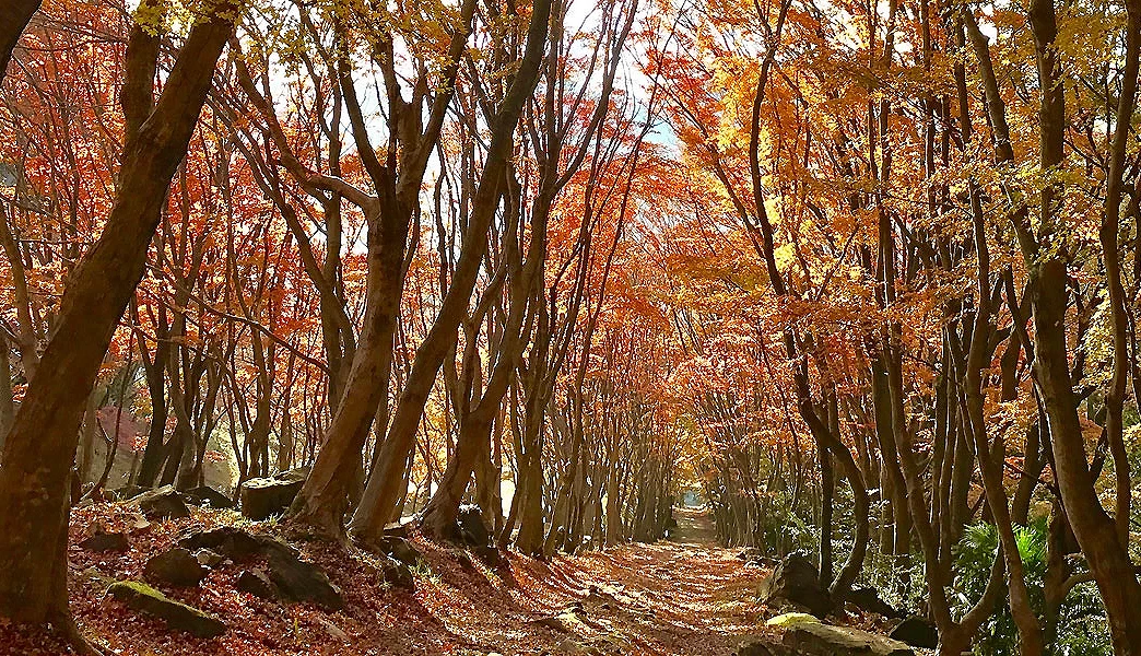 河内藤園內的楓葉隧道