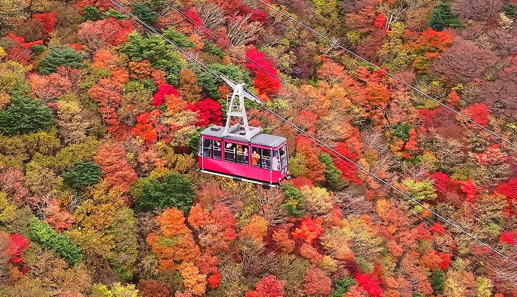 搭乘雲仙纜車飽覽妙見岳的紅葉絕景